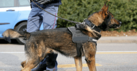 Police Dogs Overdosing