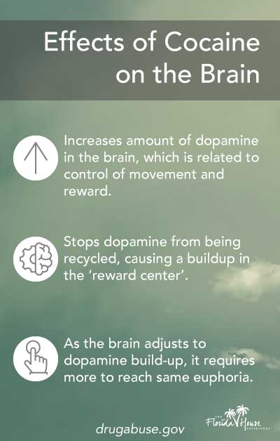 The effects of cocaine on the brain