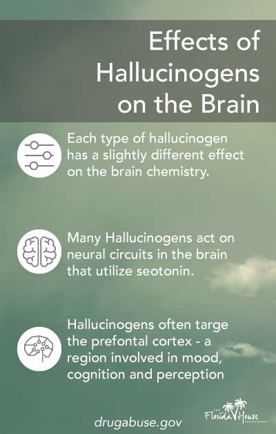 The effects of hallucinogens on the brain