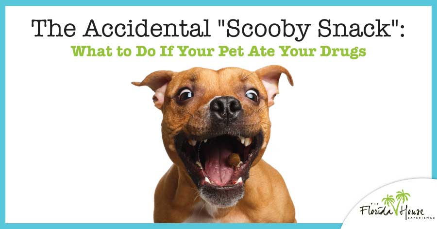 The Accidental “Scooby Snack”: What to Do If Your Pet Ate Your Drugs
