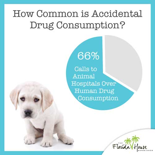 How often do pets eat drugs?