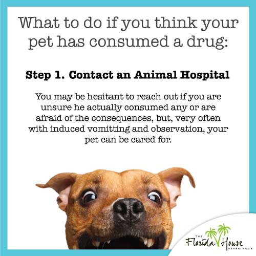 My pet ate drugs - whats the next step