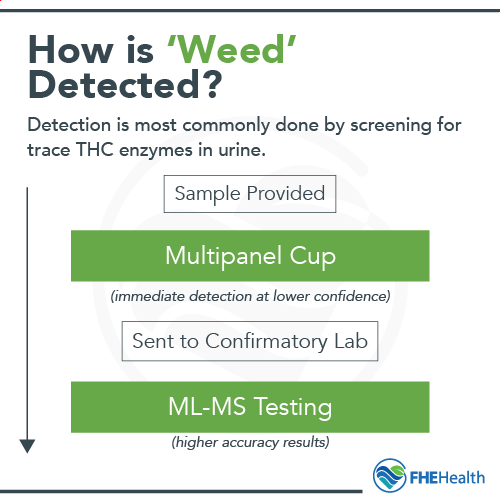 How is marijuana typically detected in a drug test