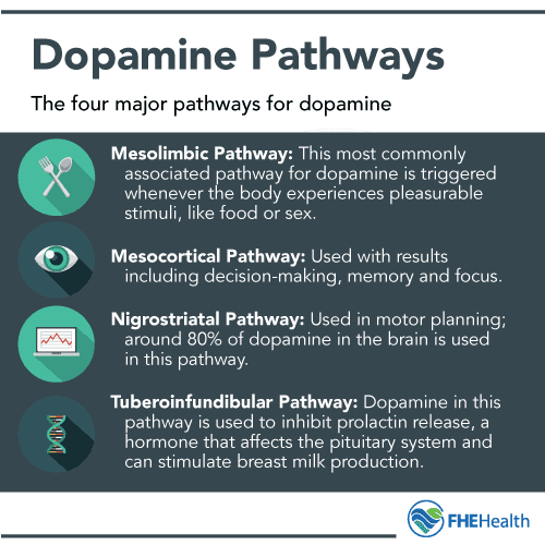 Dopamine Pathways