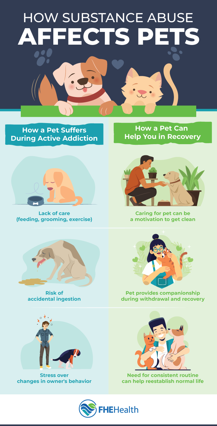 How Pets may be affected by addiction